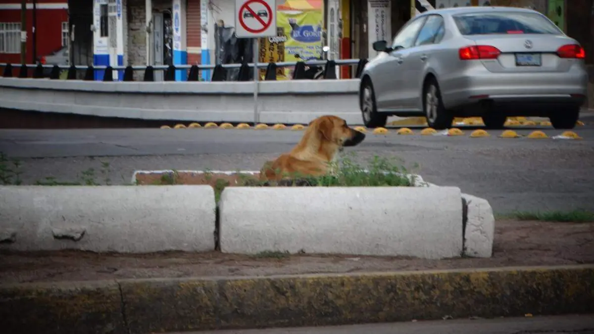 ANIMALISTAS A FAVOR DE SANCIONES A MALTRATO ANIMAL 1